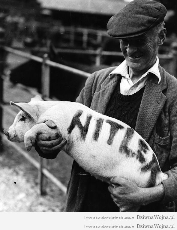 Angielski rolnik trzyma na rekach swinke o imieniu Hitler Londyn 1941