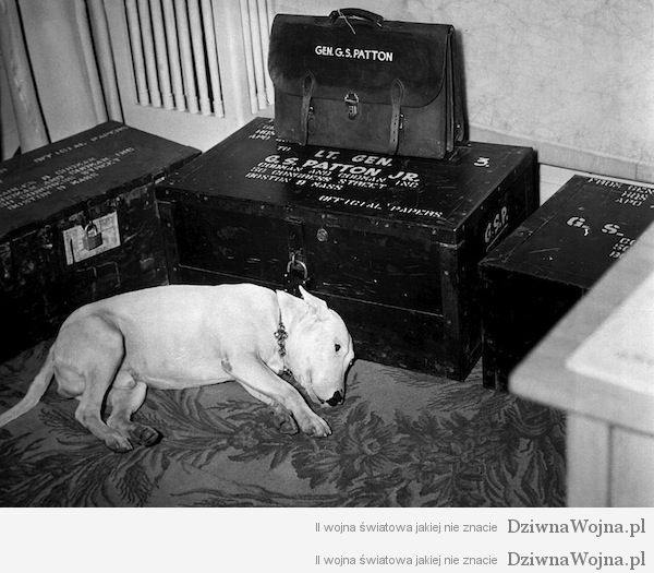 General George S. Patton’s dog on the day of Patton’s death on December 21st, 1945