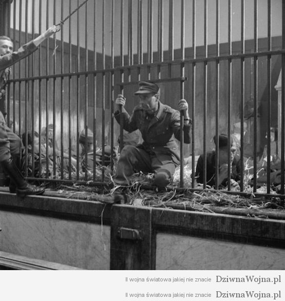 Niemieccy jeńcy i pojmani kolaboranci przetrzymywani w klatkach dla zwierząt w ZOO. Antwerpia 1944